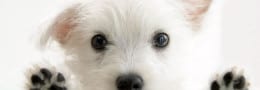 Veterinary Services