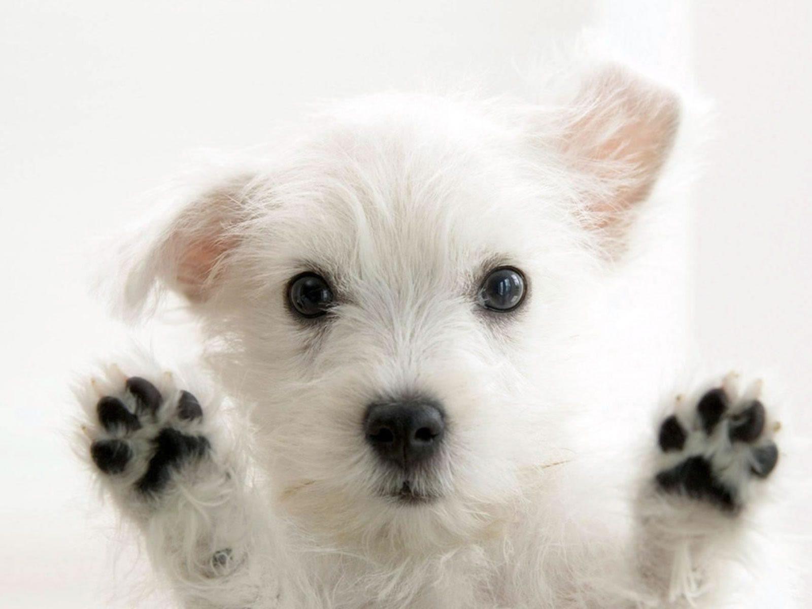 The Vet House puppy