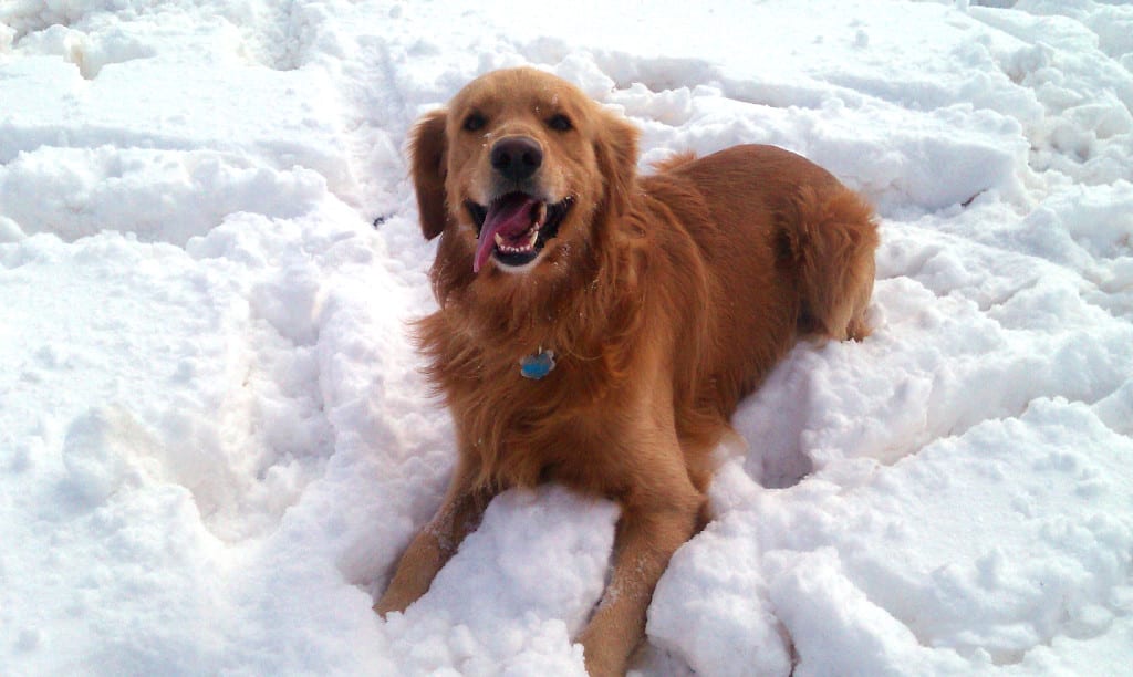 How to Prevent Overheating in Dogs The Vet House 9726908741