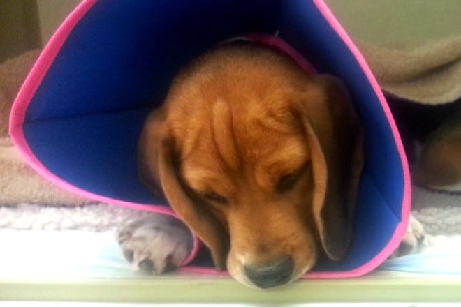 Puppy with Surgical Cone on his head after being spayed or neutered.