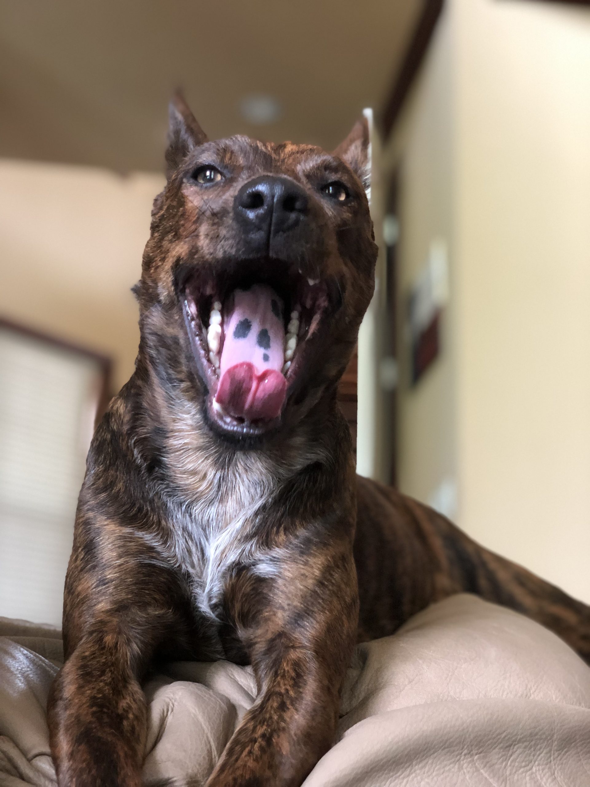 February Dental Promo