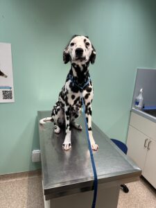dog getting diagnosed at the vet houes